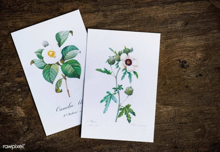 Floral Designed Greeting Cards Mockup