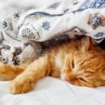 Blanket Mockup