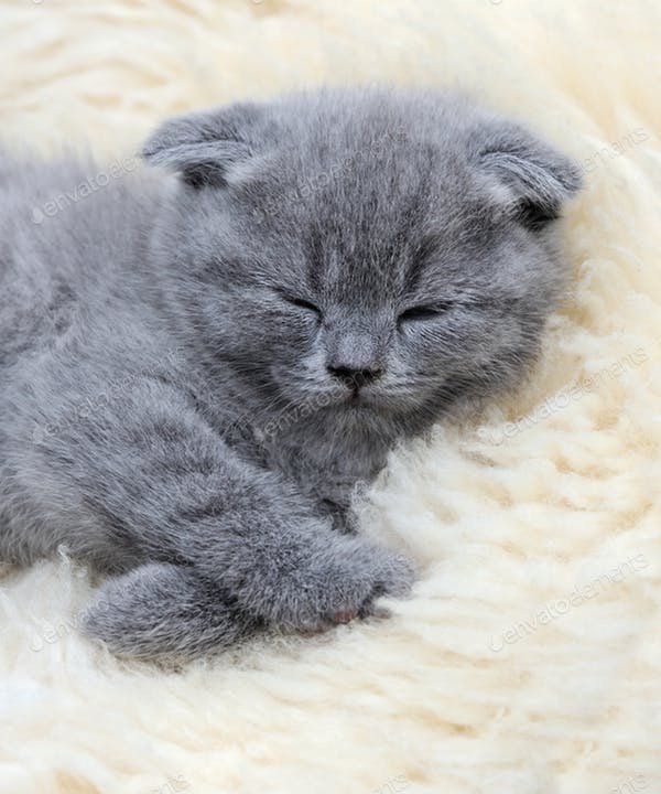 A Black Kitten On A White Blanket Mockup.