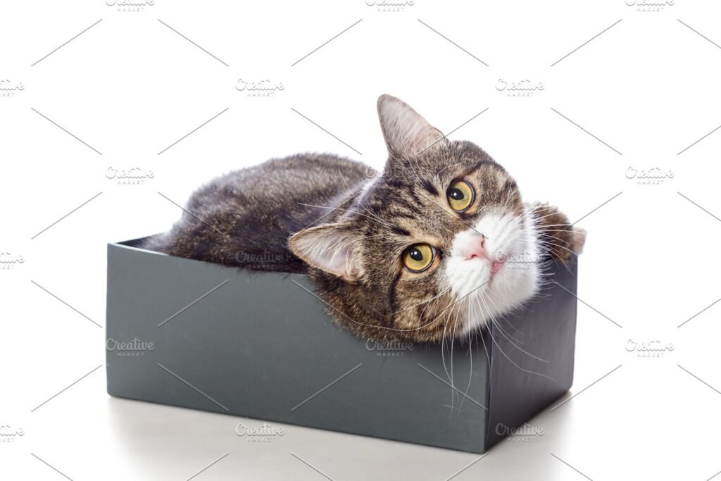 Cat On Shoe Box PSD Design Template in customizable format