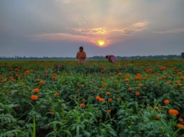 Flower Garden with Sunset Backdrop Photography