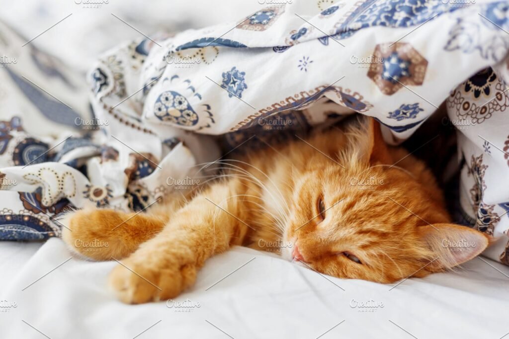 Ginger Cat Sleeping Under A Blanket Mockup.