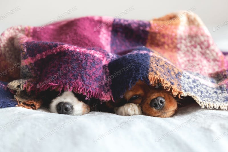 Two Dogs Playing Under A Colorful Blanket PSD.