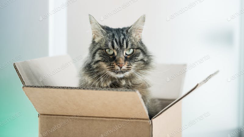 Cat On Cardboard Box Mockup