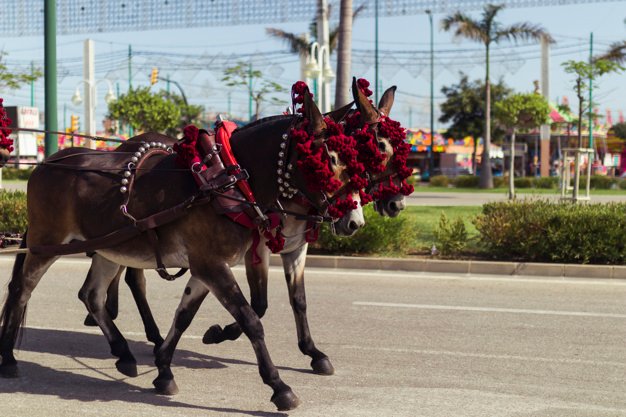 Two Decorated Horses Walking On The Street PSD File