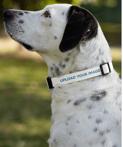 Dog Collar Mockup (1)