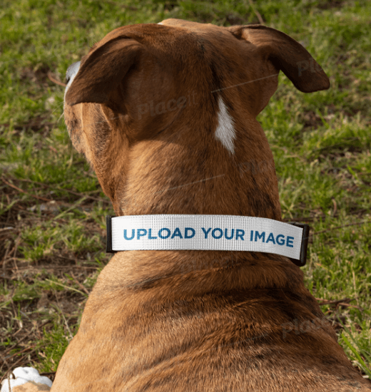Dog Collar Mockup Featuring a Dog Lying Down at the Park