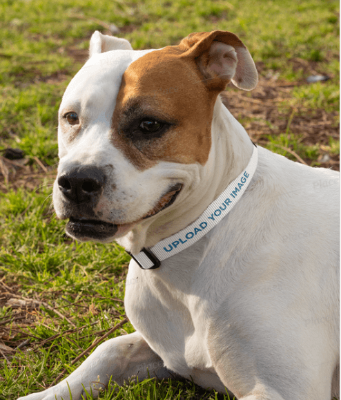 Dog Collar Mockup Featuring a Dog Relaxing on the Grass