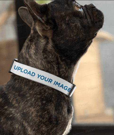 Dog Collar Mockup Featuring a Small Black Dog Looking up