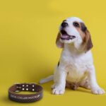 Free Dog Collar Mockup PSD Template